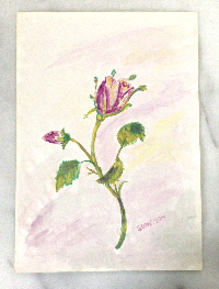 Pembe gül